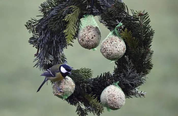 Framed Print : Great tits (Parus major) eating tit dumplings at the feeder