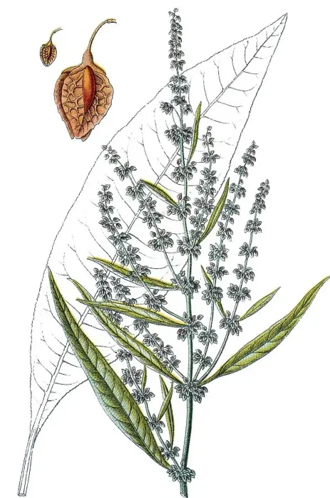 Framed Print : Great Water Dock (Rumex hydrolapathum)