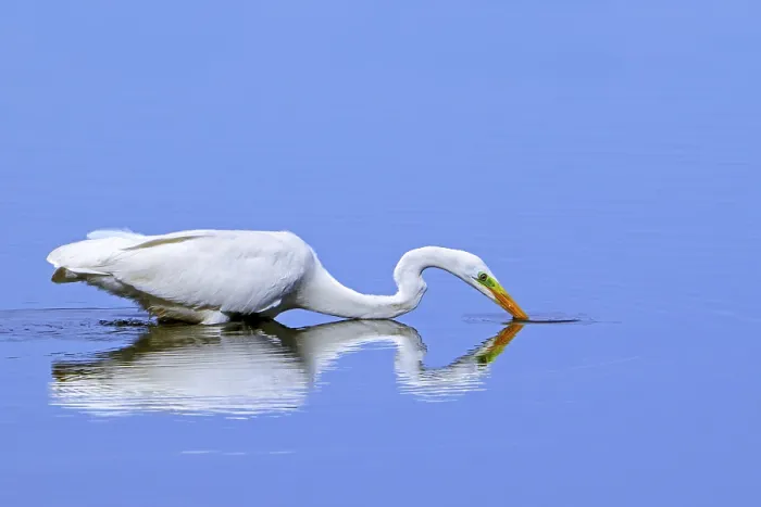 Framed Print : Great white egret