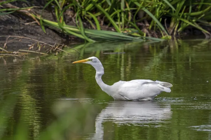 Framed Print : Great white egret Framed Print : Great white egret