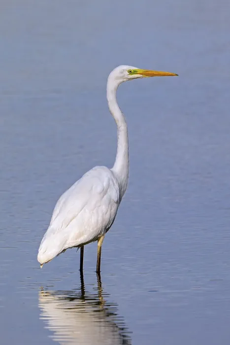 Framed Print : Great white egret