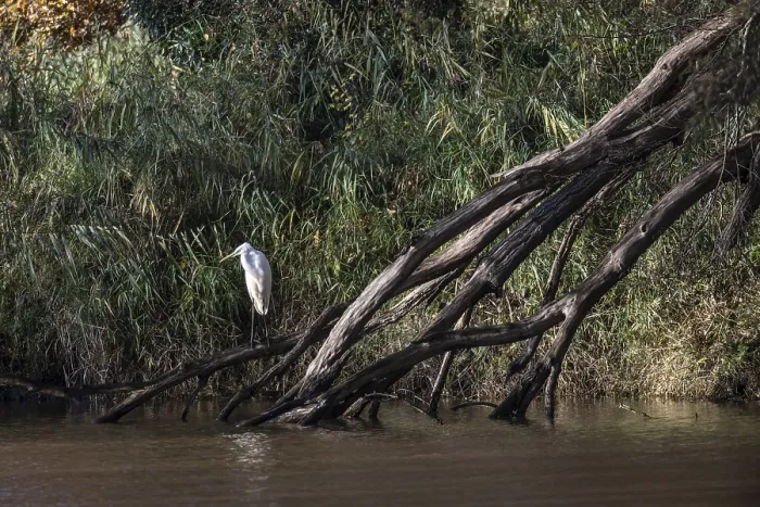 Framed Print : Great White Egret (Ardea alba)