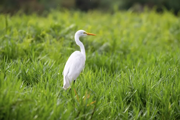 Framed Print : Great White Egret (Ardea alba) Framed Print : Great White Egret (Ardea alba)