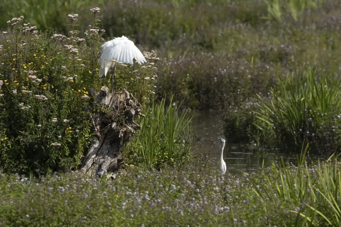Framed Print : Great white egret (Ardea alba)