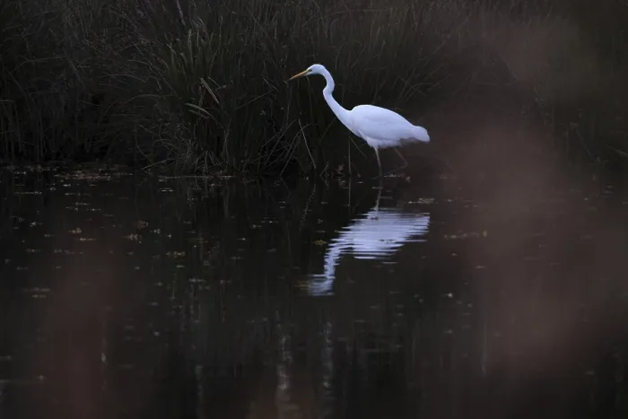 Framed Print : Great White Egret (Ardea alba) Framed Print : Great White Egret (Ardea alba)