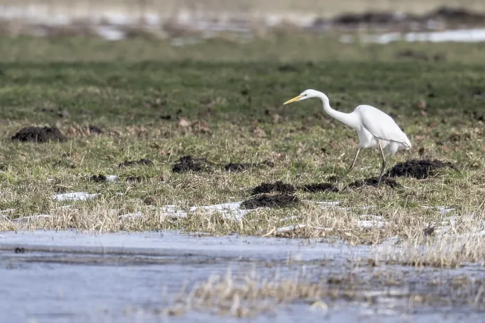 Framed Print : Great White Egret (Ardea alba)