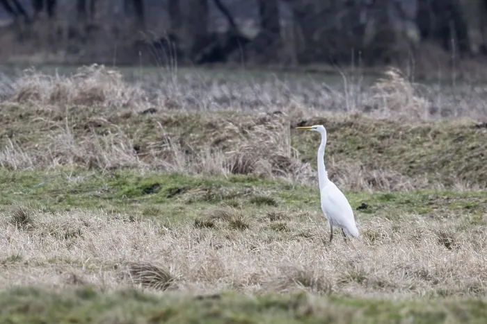 Framed Print : Great White Egret (Ardea alba) Framed Print : Great White Egret (Ardea alba)