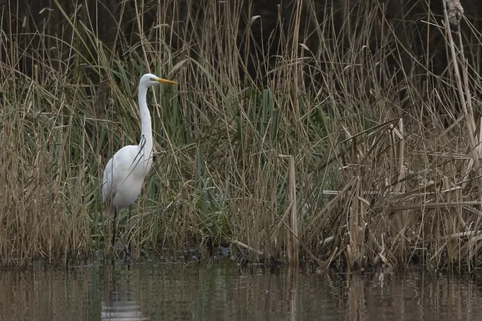 Framed Print : Great white egret (Ardea alba) adult bird in standing on the edge of a reedbed by a lake