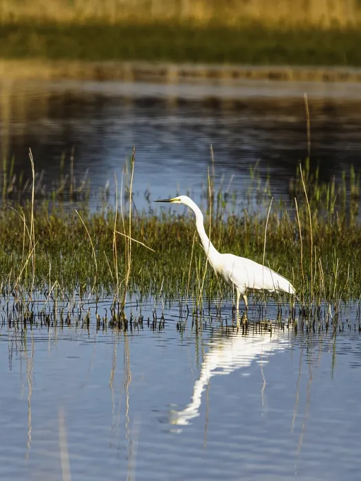Framed Print : Great White Egret, Ardea alba, bird in hunting on marshes Framed Print : Great White Egret, Ardea alba, bird in hunting on marshes