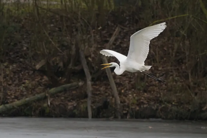 Framed Print : A Great White Egret (Ardea alba) flying over ice-covered water