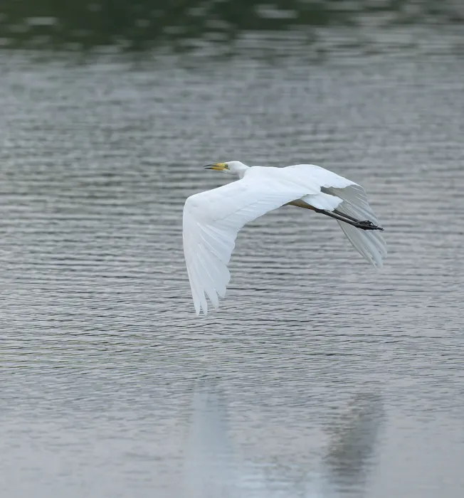 Framed Print : Great White Egret (Ardea alba) flying over a water surface Framed Print : Great White Egret (Ardea alba) flying over a water surface