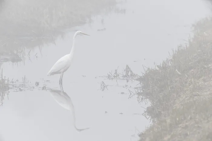 Framed Print : Great White Egret (Ardea alba) in the fog Framed Print : Great White Egret (Ardea alba) in the fog