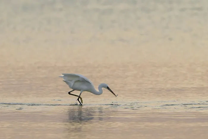 Framed Print : Great White Egret (Ardea alba) foraging in the water Framed Print : Great White Egret (Ardea alba) foraging in the water