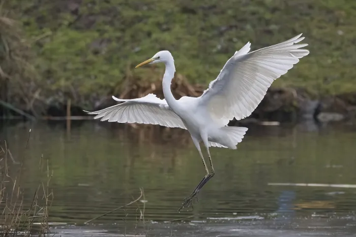 Framed Print : A Great White Egret (Ardea alba) landing elegantly on the water Framed Print : A Great White Egret (Ardea alba) landing elegantly on the water