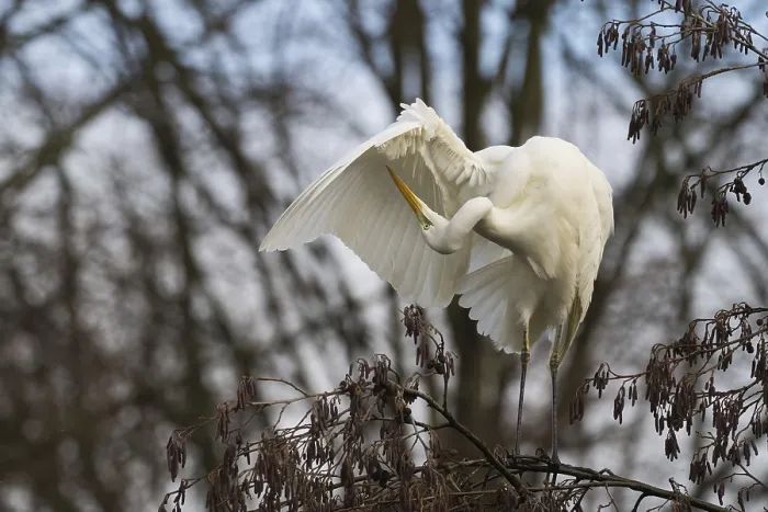 Framed Print : Great White Egret (Ardea alba) sitting in a tree and grooming its feathers in a quiet environment