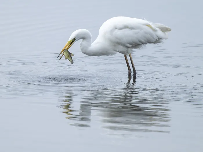 Framed Print : Great White Egret (Ardea alba) standing in the shallow water zone of a wetland with a fish in its beak