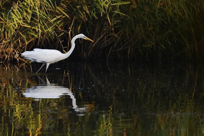 Framed Print : Great White Egret (Ardea alba) standing in the water Framed Print : Great White Egret (Ardea alba) standing in the water