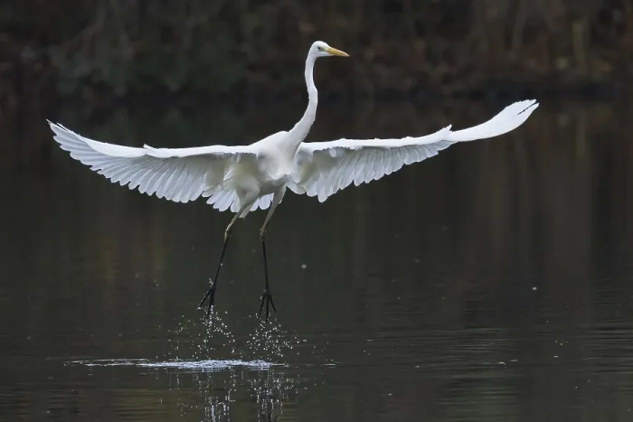 Framed Print : Great White Egret (Ardea alba) taking off from the water with large Framed Print : Great White Egret (Ardea alba) taking off from the water with large