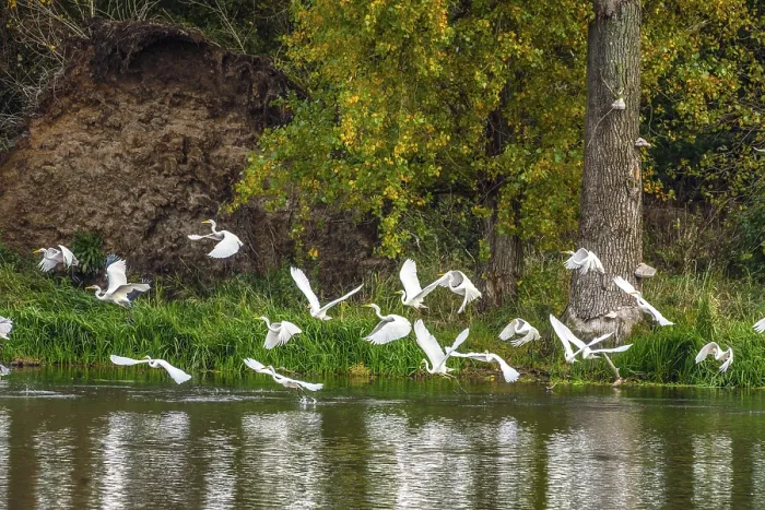 Framed Print : Great White Egret in the Bislicher Insel Nature Reserve