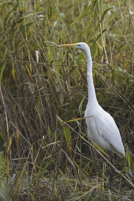 Framed Print : Great White Egret (Casmerodius albus) Framed Print : Great White Egret (Casmerodius albus)