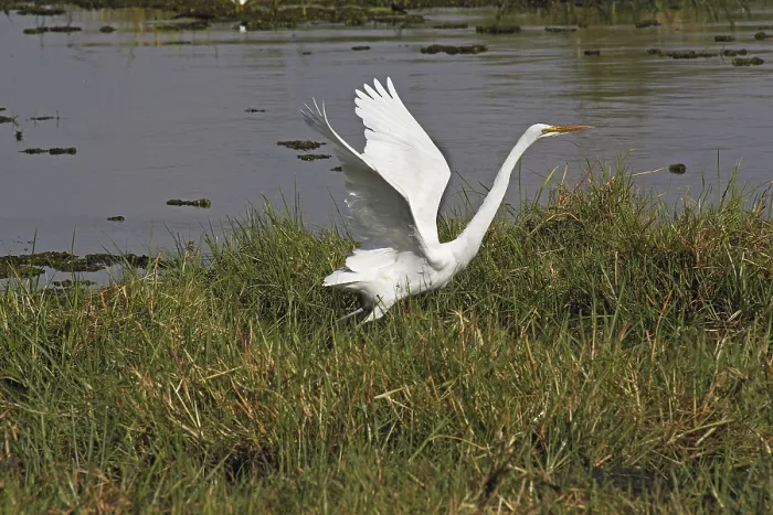 Framed Print : Great White Egret (egretta alba) Framed Print : Great White Egret (egretta alba)
