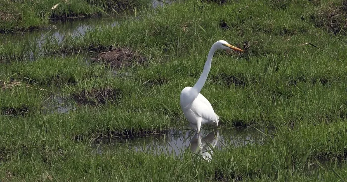 Framed Print : Great White Egret (egretta alba) Framed Print : Great White Egret (egretta alba)