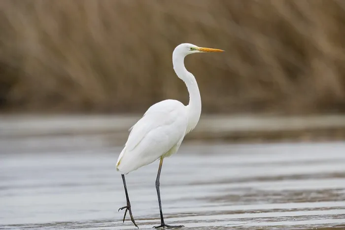 Framed Print : Great White Egret (Egretta alba) Germany