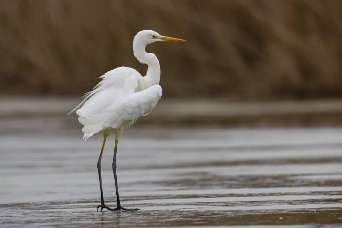 Framed Print : Great White Egret (Egretta alba) Germany