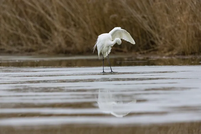 Framed Print : Great White Egret (Egretta alba) Germany