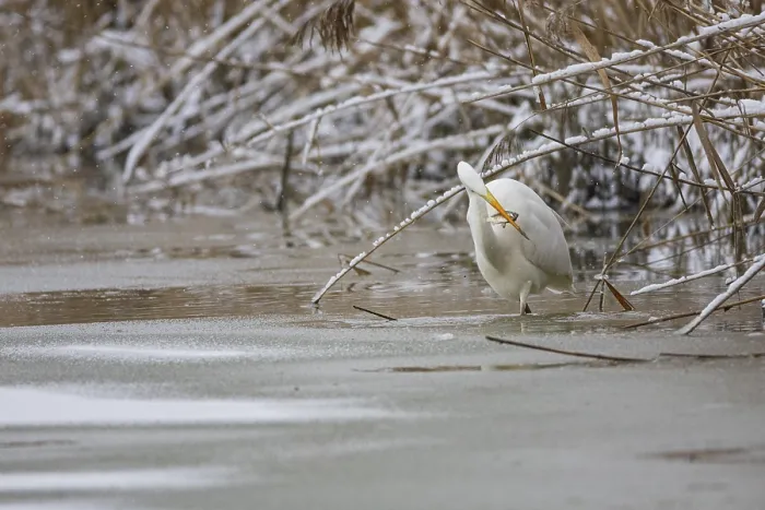 Framed Print : Great White Egret (Egretta alba) Germany