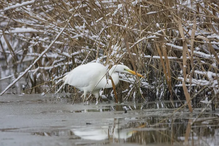 Framed Print : Great White Egret (Egretta alba) Germany