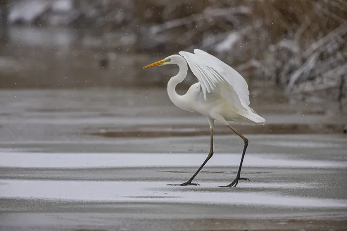 Framed Print : Great White Egret (Egretta alba) Germany