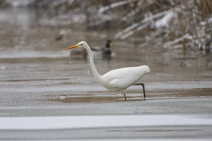Framed Print : Great White Egret (Egretta alba) Germany Framed Print : Great White Egret (Egretta alba) Germany