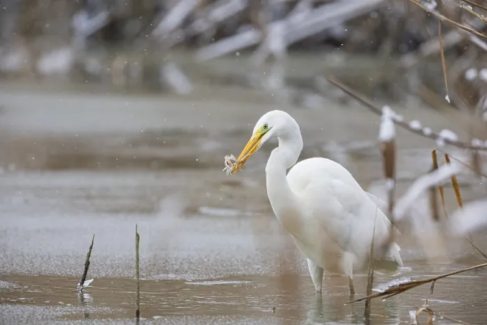 Framed Print : Great White Egret (Egretta alba) Germany
