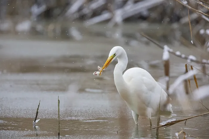 Framed Print : Great White Egret (Egretta alba) Germany