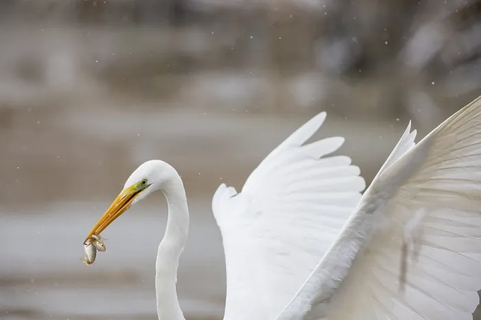 Framed Print : Great White Egret (Egretta alba) Germany