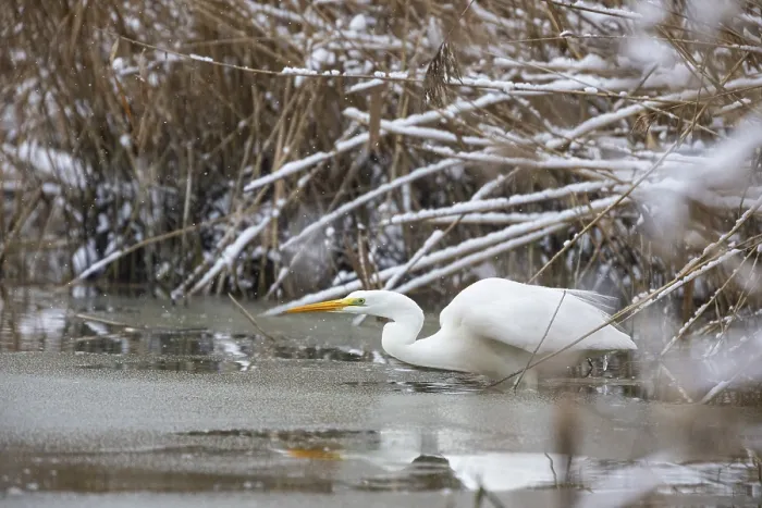 Framed Print : Great White Egret (Egretta alba) Germany