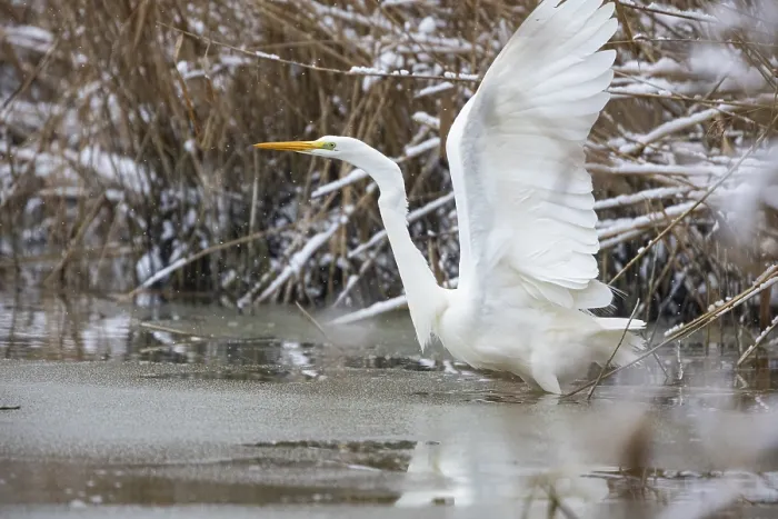 Framed Print : Great White Egret (Egretta alba) Germany