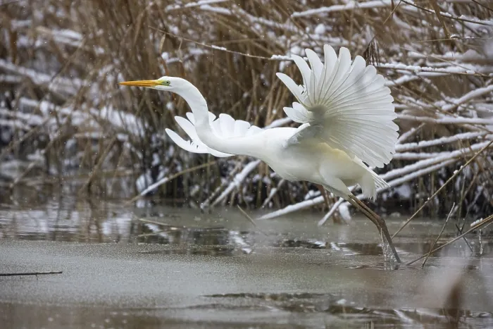 Framed Print : Great White Egret (Egretta alba) Germany
