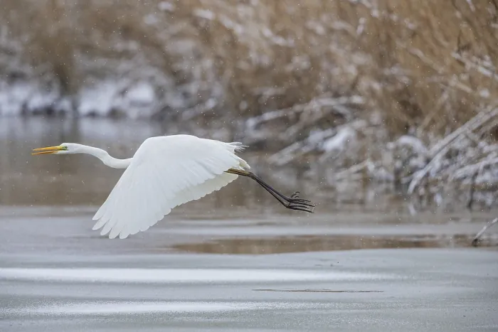 Framed Print : Great White Egret (Egretta alba) Germany Framed Print : Great White Egret (Egretta alba) Germany