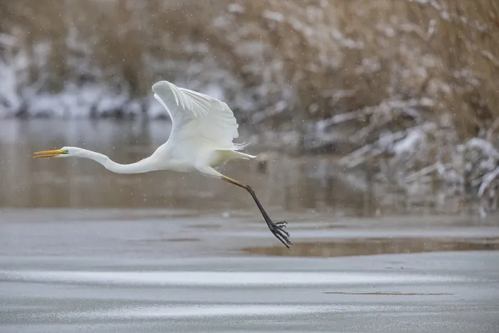 Framed Print : Great White Egret (Egretta alba) Germany Framed Print : Great White Egret (Egretta alba) Germany
