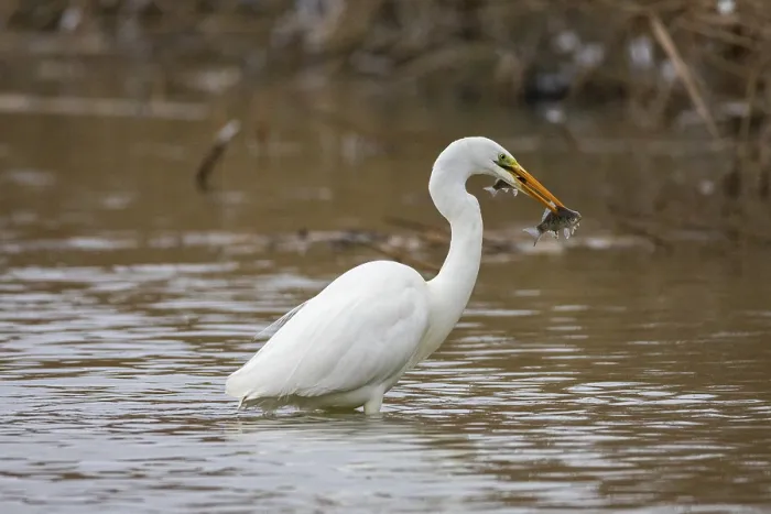 Framed Print : Great White Egret (Egretta alba) Germany Framed Print : Great White Egret (Egretta alba) Germany