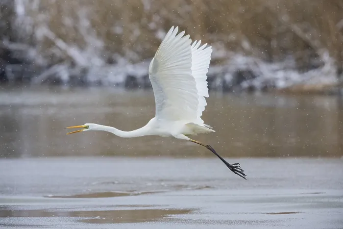 Framed Print : Great White Egret (Egretta alba) Germany Framed Print : Great White Egret (Egretta alba) Germany