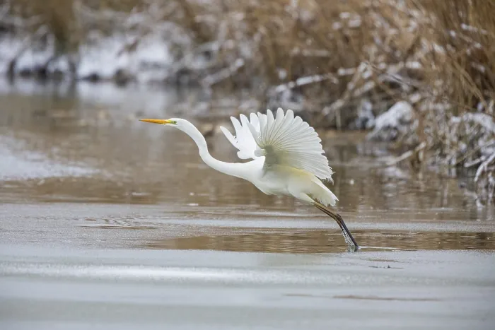 Framed Print : Great White Egret (Egretta alba) Germany