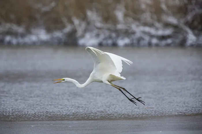 Framed Print : Great White Egret (Egretta alba) Germany Framed Print : Great White Egret (Egretta alba) Germany