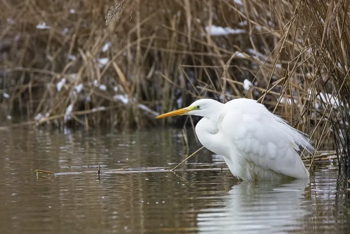 Framed Print : Great White Egret (Egretta alba) Germany Framed Print : Great White Egret (Egretta alba) Germany