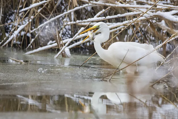 Framed Print : Great White Egret (Egretta alba) Germany
