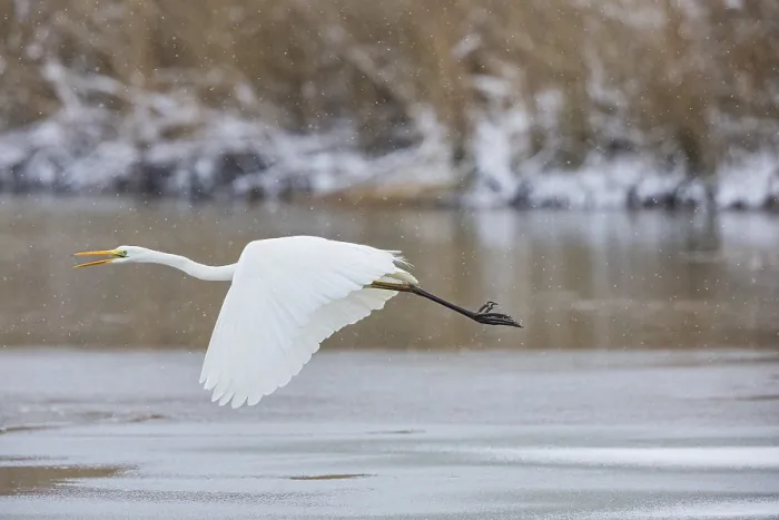 Framed Print : Great White Egret (Egretta alba) Germany Framed Print : Great White Egret (Egretta alba) Germany