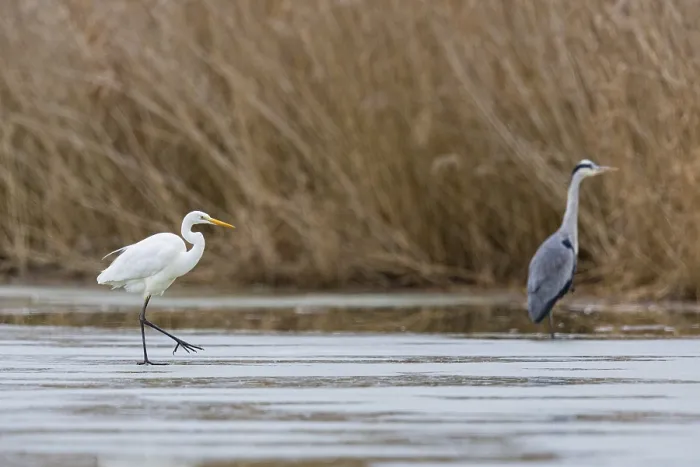 Framed Print : Great White Egret (Egretta alba) and Grey Heron (Ardea cinerea) Germany
