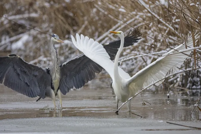 Framed Print : Great White Egret (Egretta alba) and Grey Heron (Ardea cinerea) Germany Framed Print : Great White Egret (Egretta alba) and Grey Heron (Ardea cinerea) Germany